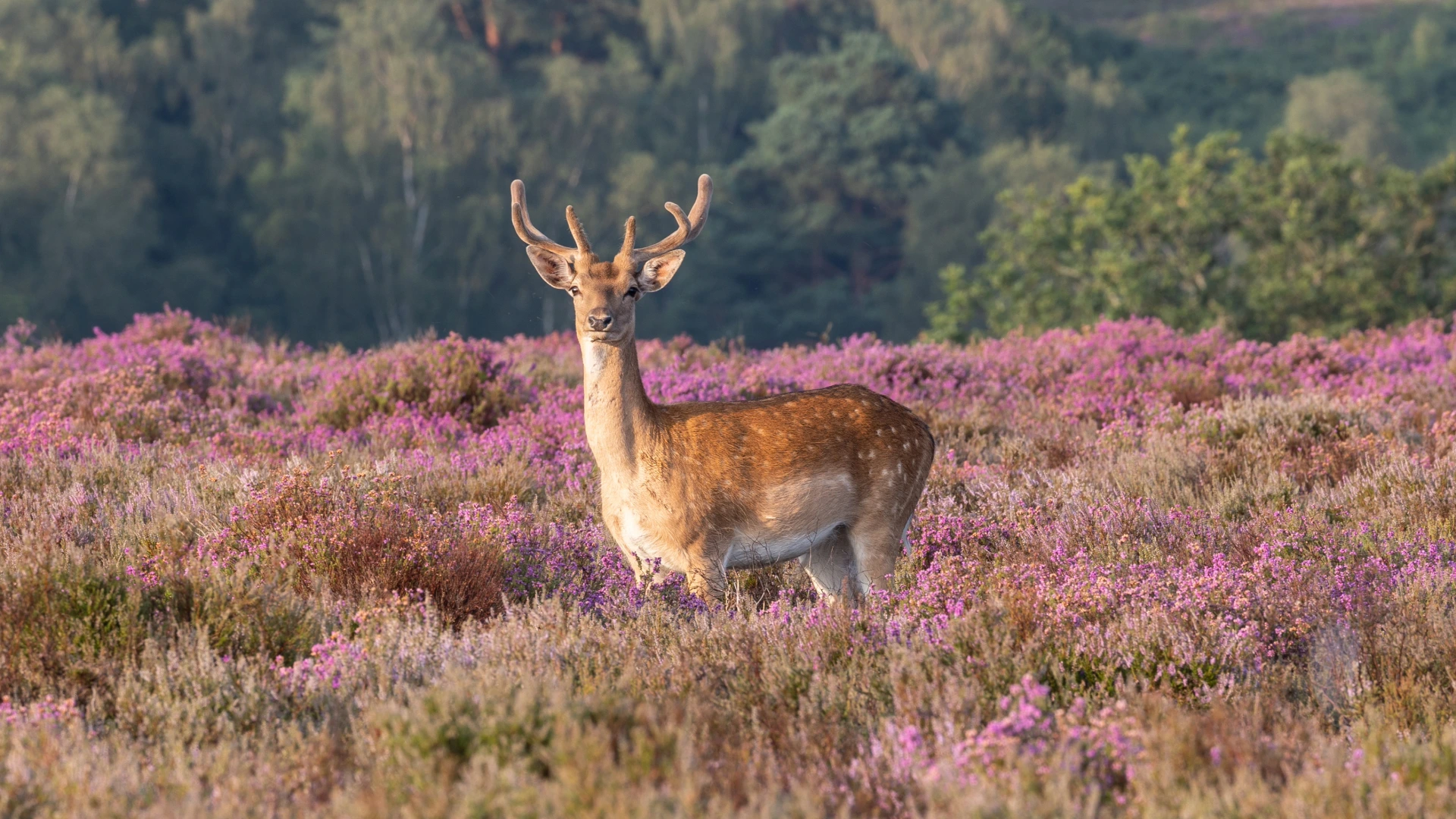 Deer grazing in a beautiful flowery meadow in the New Forest, Hampshire.