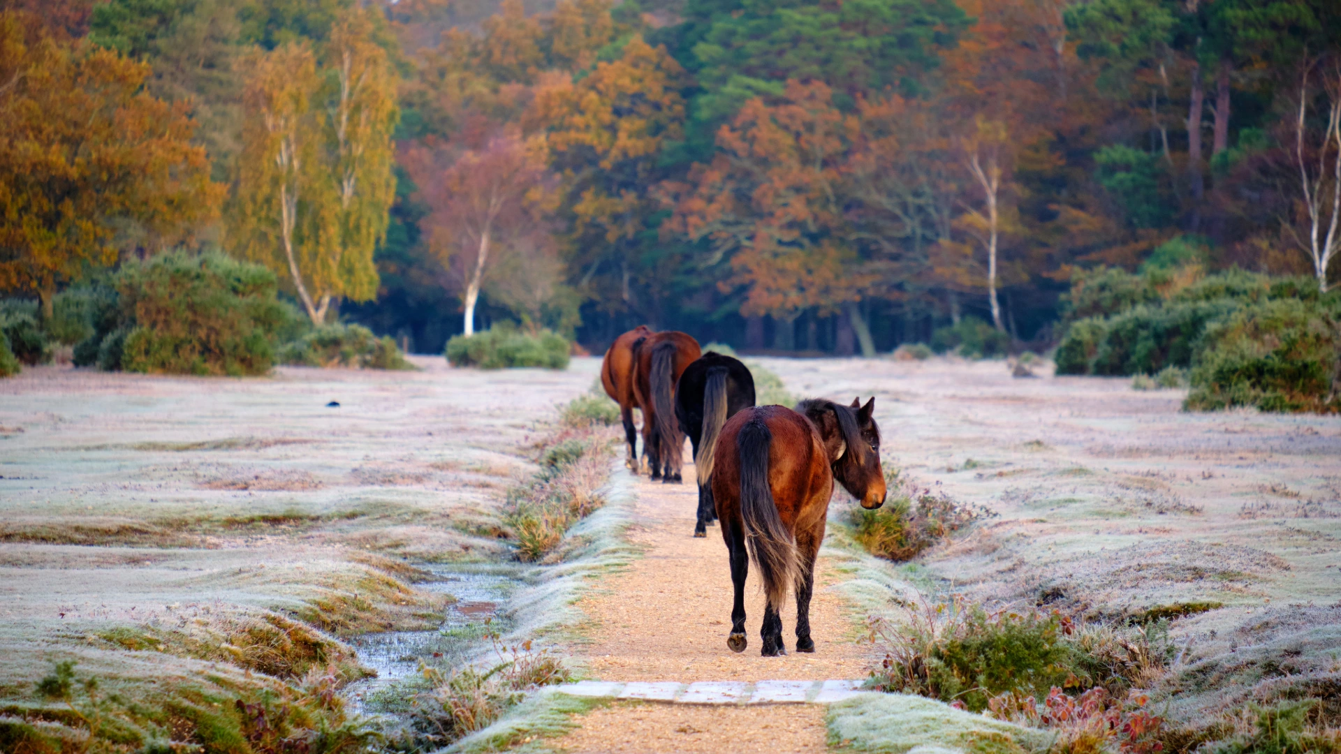 Ponies in the frosted New Forest during winter, surrounded by snow-covered trees and meadows.