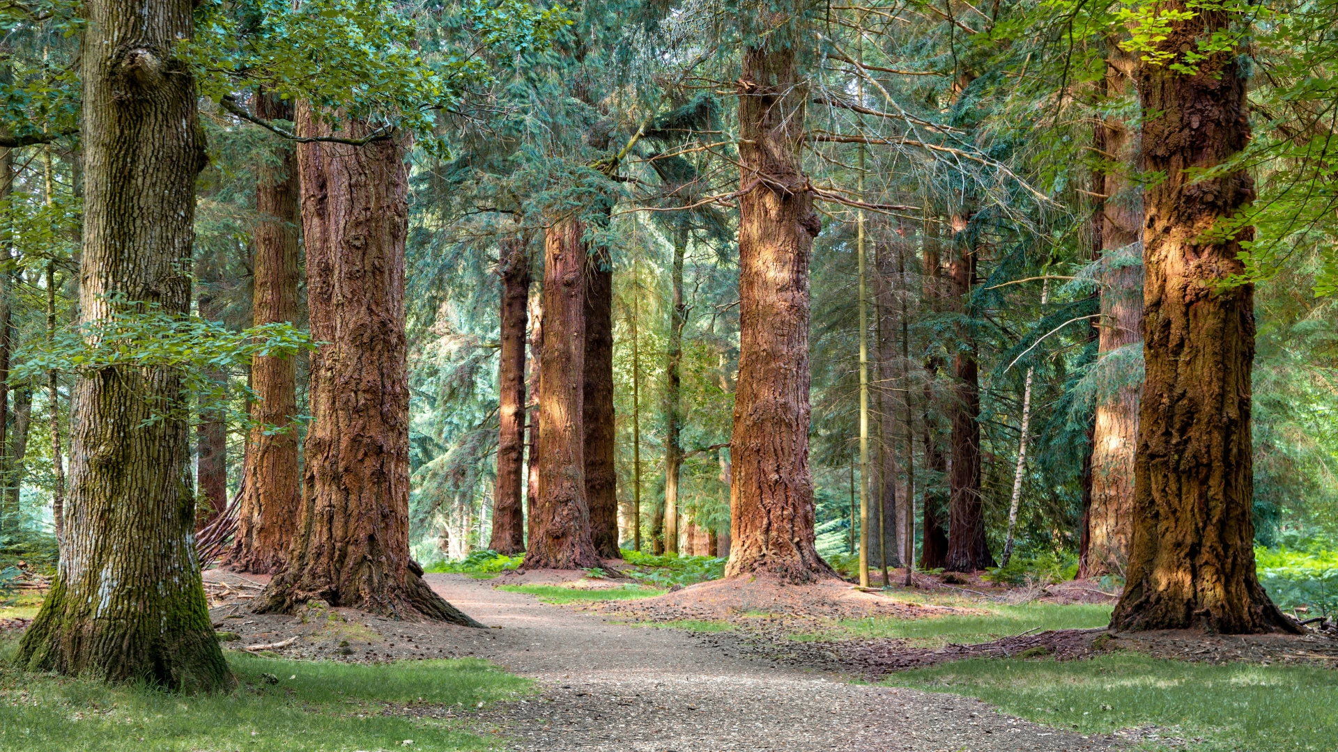 New Forest woodland offering a peaceful setting for meditation, breathing exercises, and rejuvenation